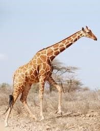 Facial-Growth-Image-1